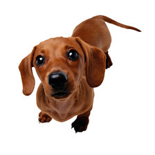 Схема вышивки «собака»