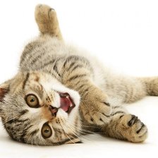 Схема вышивки «котенок»