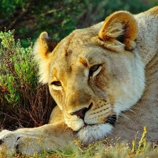 Схема вышивки «Львица2»