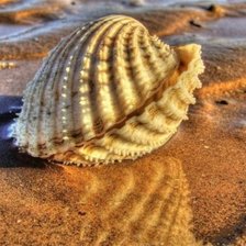 Схема вышивки «ракушка»