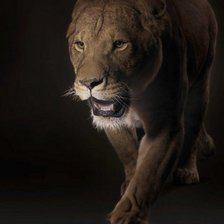 Схема вышивки «львица»