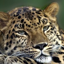 Схема вышивки «Ktjgfhl»