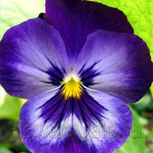 Схема вышивки «цветок»