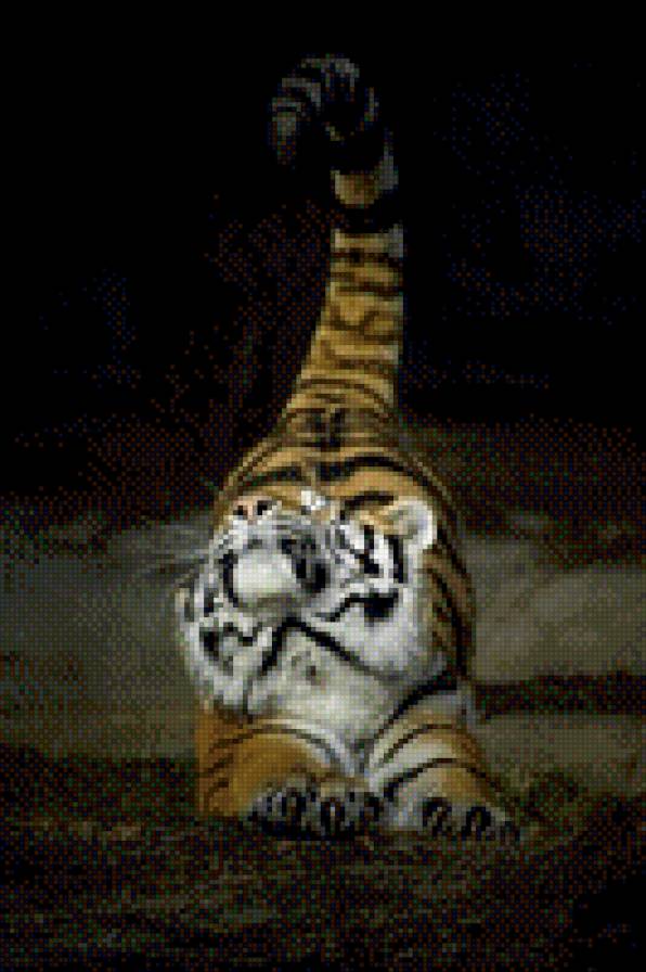 ТИГР - кошка, тигр, хищник - предпросмотр