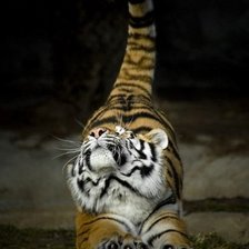 Схема вышивки «ТИГР»