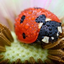 Схема вышивки «БОЖЬЯ КОРОВКА»