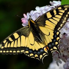 Схема вышивки «*»