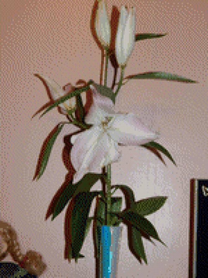 лилия - предпросмотр