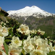 Схема вышивки «Рододендроны»