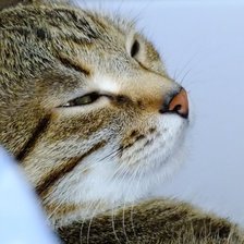 Схема вышивки «КОШКА»