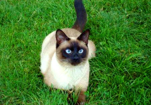 бася - оригинал