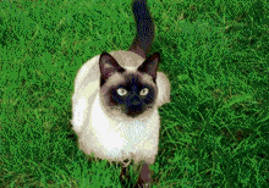 бася - предпросмотр