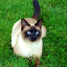 Схема вышивки «бася»