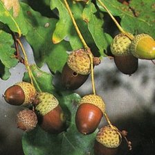 Схема вышивки «желуди»