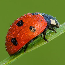 Схема вышивки «божья коровка»