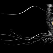 Схема вышивки «кошка на черном»