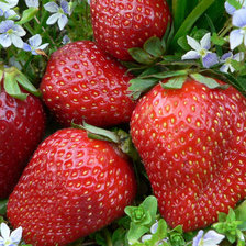 Схема вышивки «клубника»