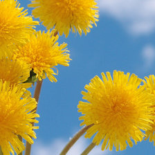 Схема вышивки «одуванчики»