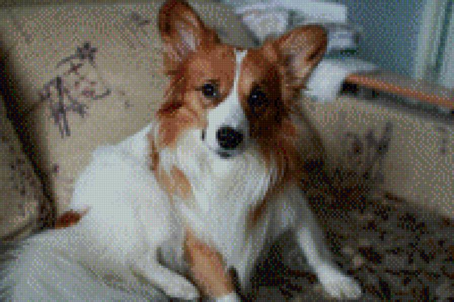 Собака - собака - предпросмотр