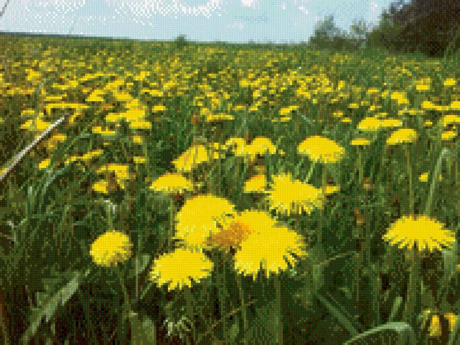 одуванчики - предпросмотр