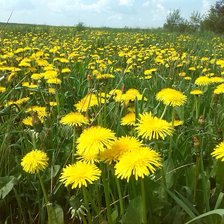 Схема вышивки «одуванчики»