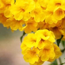 Схема вышивки «цветы»