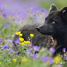 Схема вышивки «мишка»