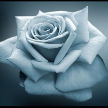 Схема вышивки «роза»