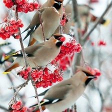 Схема вышивки «птицы»