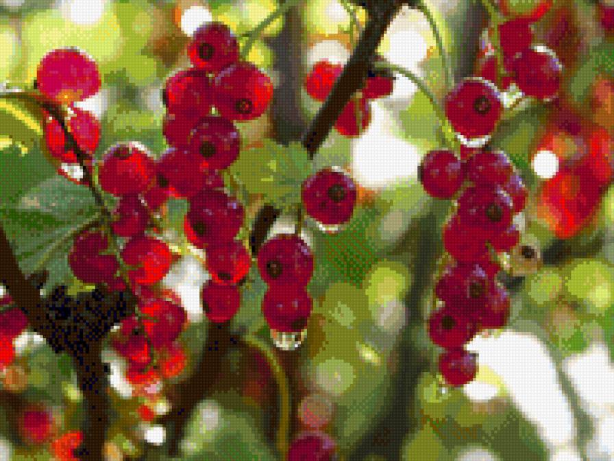 смородинка - лето, ягоды, смородина - предпросмотр