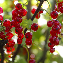 Схема вышивки «смородинка»