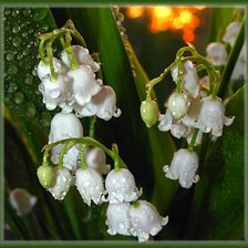 Схема вышивки «ландыши»