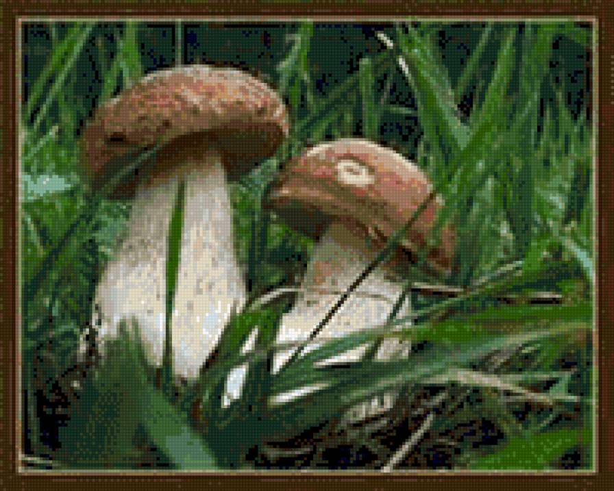 грибочки - капли, лес, грибы, осень - предпросмотр