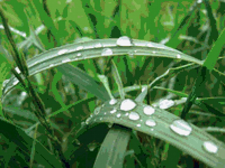 летний дождь - лето, листья, дождь, капли - предпросмотр