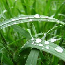 Схема вышивки «летний дождь»