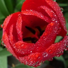 Схема вышивки «Тюльпан»