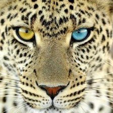 Схема вышивки «Леопард»