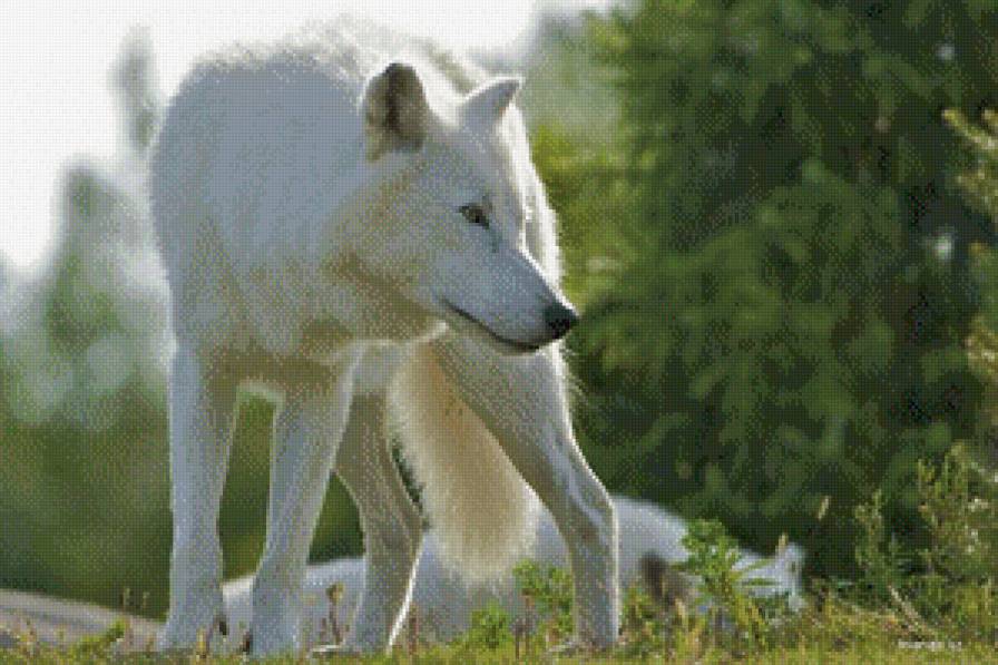 Белый волк - предпросмотр