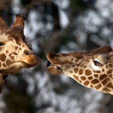 Схема вышивки «Первый поцелуй»