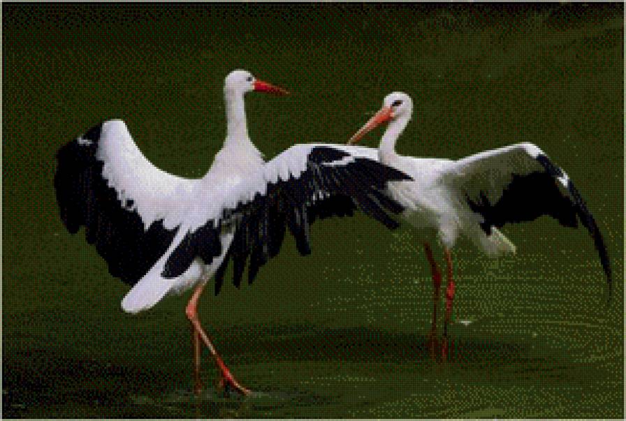 аисты - аисты - предпросмотр