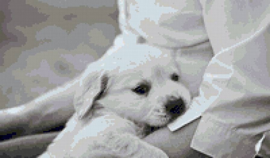 щеночек - животные, собака, щенок - предпросмотр