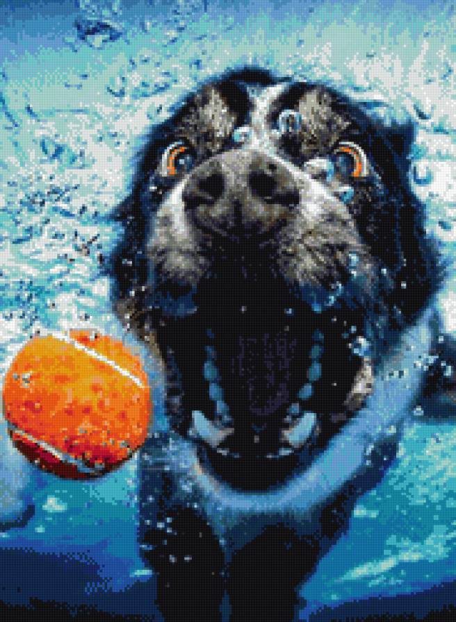 плавание - вода, пес, животные - предпросмотр