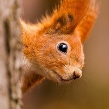 Схема вышивки «белочка»
