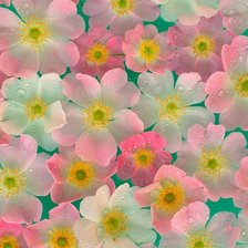 Схема вышивки «Цветики»