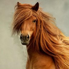 Схема вышивки «Cерия"Прекрасные создания"»