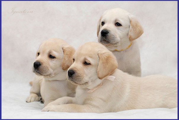 щенки лабрадора - щенки - оригинал