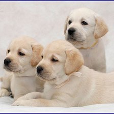 Схема вышивки «щенки лабрадора»