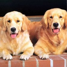 Схема вышивки «лабрадоры»