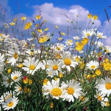 Схема вышивки «ромашки»