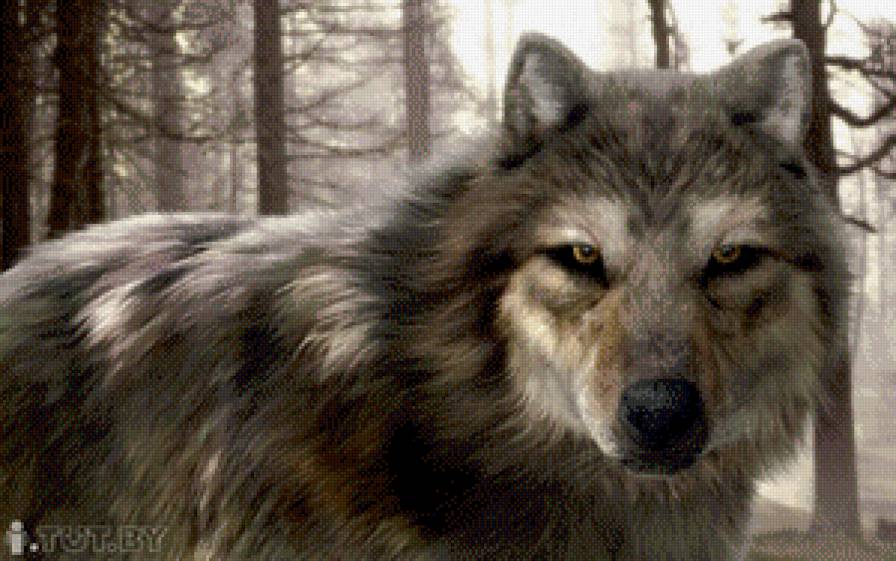 волки - животное, волк, природа - предпросмотр
